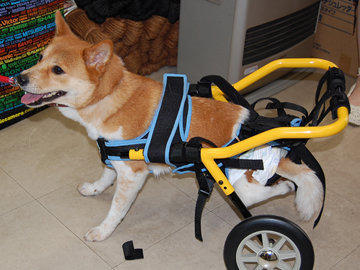 千葉県柏市の車椅子ショップ橋輪 犬用車椅子 Wilmog