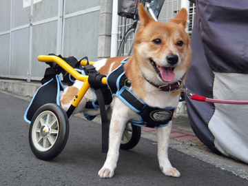 千葉県柏市の車椅子ショップ橋輪 犬用車椅子 Wilmog
